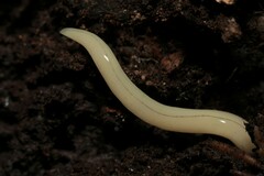 Fletchamia mediolineata