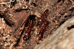 Amblyopone australis