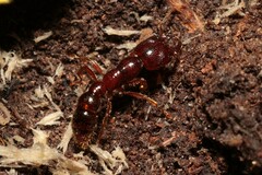 Amblyopone australis