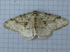 Phigalia strigataria