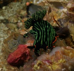 Nembrotha kubaryana