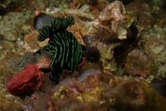 Nembrotha kubaryana
