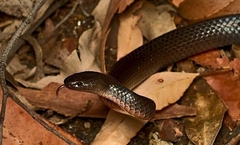 Cryptophis nigrescens