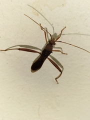 Riptortus abdominalis