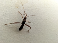 Riptortus abdominalis