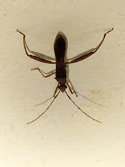 Riptortus abdominalis