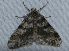 Phigalia strigataria