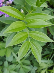 Lathyrus komarovii