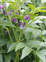 Lathyrus komarovii