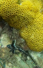 Pareques acuminatus