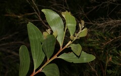 Acacia leiocalyx
