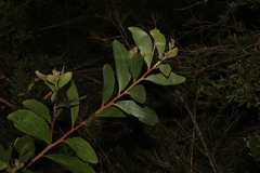 Acacia leiocalyx