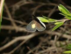 Candalides xanthospilos