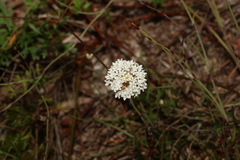 Trachymene incisa
