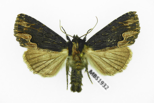 Bird's Wing, photo 8 of 8