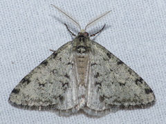 Phigalia strigataria