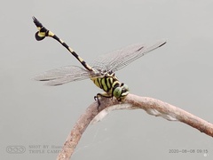 Sinictinogomphus clavatus