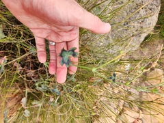 Pelargonium tabulare