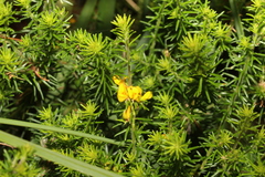 Phyllota phylicoides
