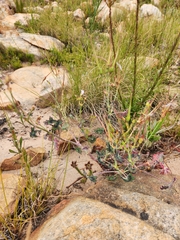 Pelargonium tabulare