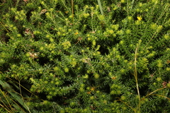 Phyllota phylicoides