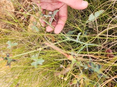 Pelargonium tabulare