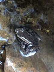 Colostethus ruthveni