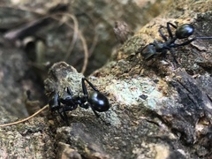 Cephalotes atratus