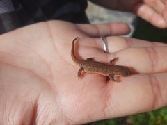 Lissotriton maltzani