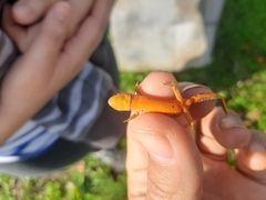 Lissotriton maltzani