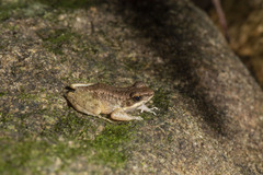 Odorrana utsunomiyaorum