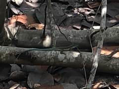 Cnemidophorus gaigei