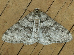 Phigalia denticulata