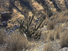 Corryocactus brevistylus