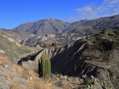 Corryocactus brevistylus