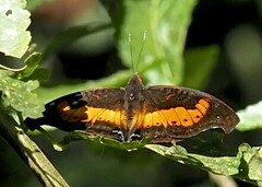 Precis rauana rauana