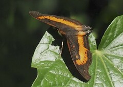 Precis rauana rauana