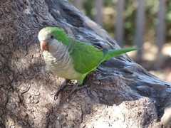 Myiopsitta monachus