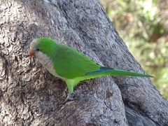 Myiopsitta monachus