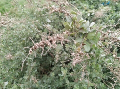 Atriplex halimus