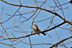 Turdus eunomus