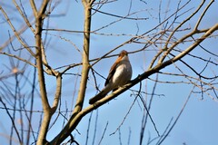 Hemixos castanonotus