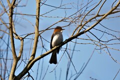 Hemixos castanonotus