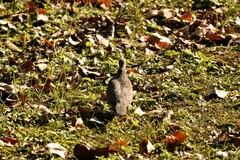 Streptopelia chinensis