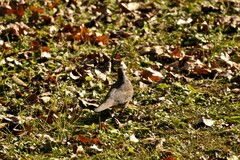 Streptopelia chinensis