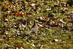 Streptopelia chinensis