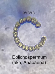 Dolichospermum
