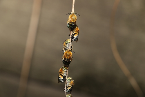 Amegilla cingulata photo 3