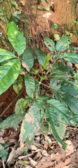 Melicope lunu-ankenda
