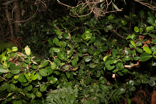 Image of Acronychia imperforata by (c) Greg Tasney, some rights reserved (CC BY-SA)